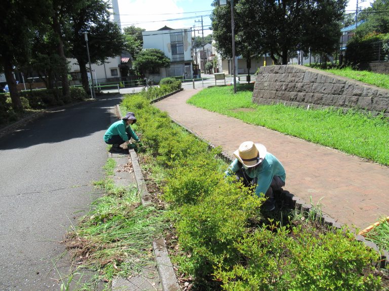 公園清掃…クラブハウスはばたきの公園清掃です。メンバーとスタッフ５名程度で近所の公園２か所を清掃しています。写真は雑草をとっています。